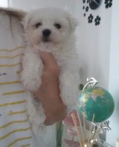 CUTE AND ADORABLE MALTESE PUPPIES AVAILABLE