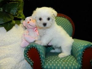 Maltese Purebred Puppy Litters for Sale!