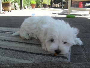 Adorable Maltese puppies both girl and boy avaialble (***) ***-***4