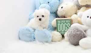 AKC white Maltese puppies For Sale