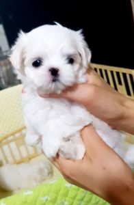 White T-cup Maltese puppies. Text (***) ***-***9