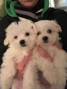 AKC Maltese terrier puppies