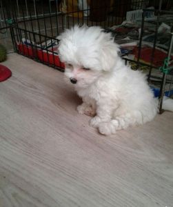 cute lovely Maltese puppies for adoption...