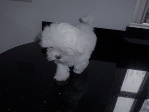 Super Adorable Maltesefur babies