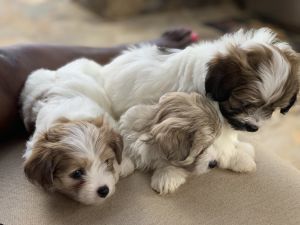 Puppies For Sale !!! Need a home price is negotiable!!!!