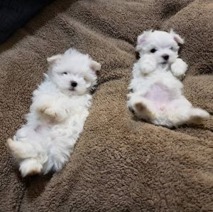 Friendly and Lovely Maltese puppies . Text ***