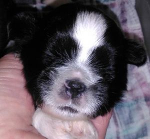 BEAUTIFUL REGISTERED SHIH TZU PUPPIES!