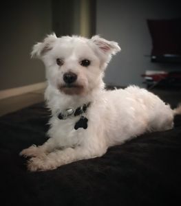 Pure Breed Maltese