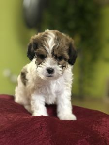 Maltese puppies for sale