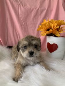 Maltese x Schnauzer Puppies