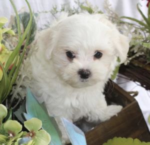 Maltese Puppy