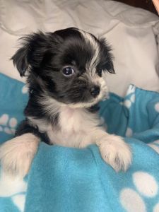 Tiny female Maltese/Pomeranian mix breed
