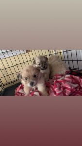 Looking for a loving for ever home