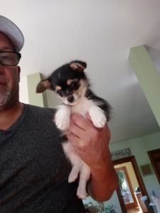 Maltipom puppies for sale