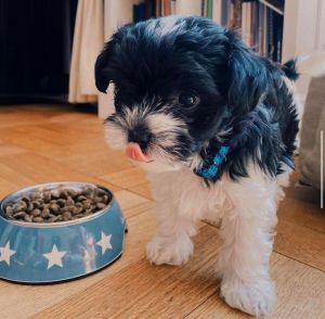 Days Week Old Maltipoo Puppy with papers