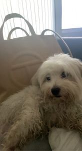 Female maltipoo for sale 1yr old