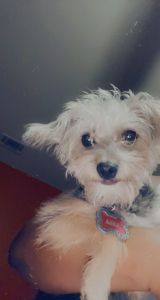 10month old Female Maltipoo