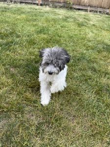 Maltipoo puppy looking for a new home!