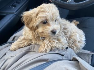 Maltipoo Puppy
