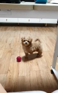 Maltipoo 1 yr old_6lb
