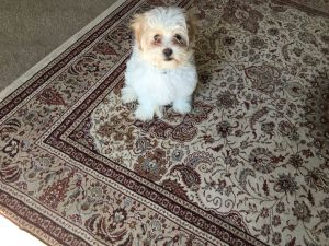 Maltipoo Puppy