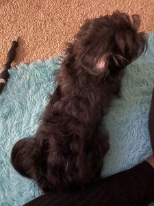 Female Maltipoo Sold