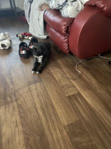 Maltipoo/ perkingese