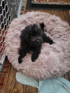 Black curly hair male Maltipoo