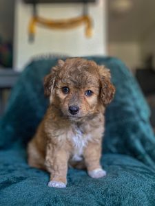 Maltipoo Mix Puppies