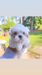 8 week old white Maltipoo
