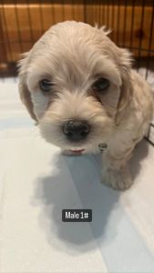 Maltipoo Puppies