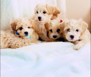 Maltipoo puppies