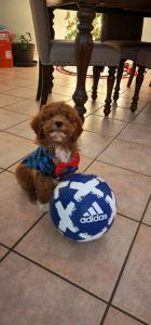 Beautiful maltipoo boy 3 months old