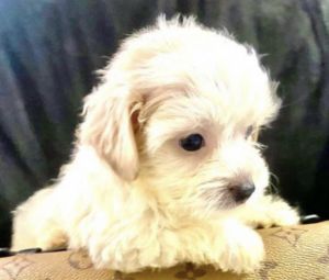 Adorable designer puppy Maltipoo