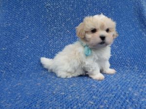 Maltipoo Puppies
