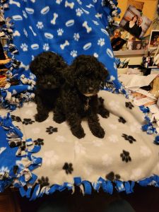 Malitpoo puppies for sale