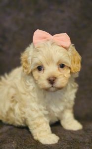 Maltipoo Puppies