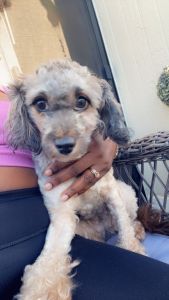 Female Brownie Multipoo