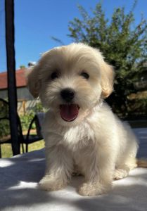 Male toy maltipoo