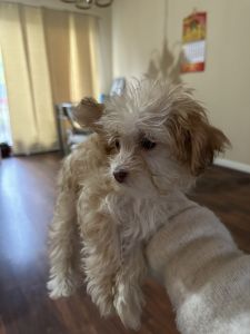 Two maltipoo for sale $600