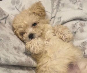 Meet Toby, The Maltipoo