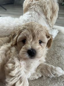 Maltese/Shih tzu X Toy Poodle