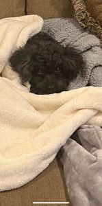 For sale Maltese, maltipoo & poodles