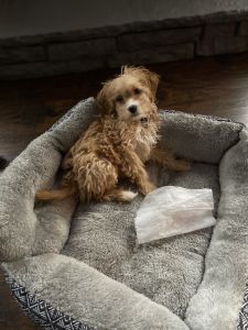 Maltipoo for Sell