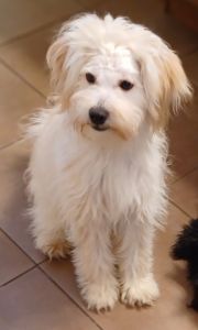 Maltipoo Pup Searching for