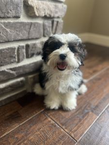 Malshipoo Puppy