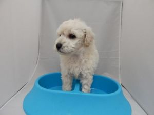 Chester- Adorable Male Maltipoo