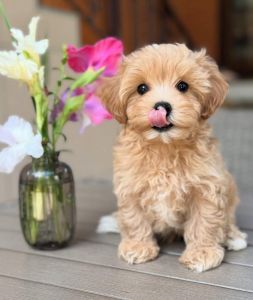 Hypoallergenic Maltipoo Puppies