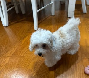 Super friendly Maltipoo to a good home