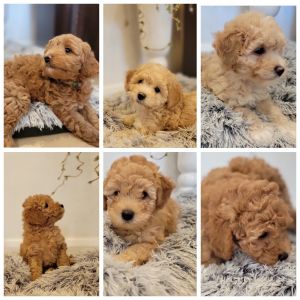 Excellent Maltipoo puppies